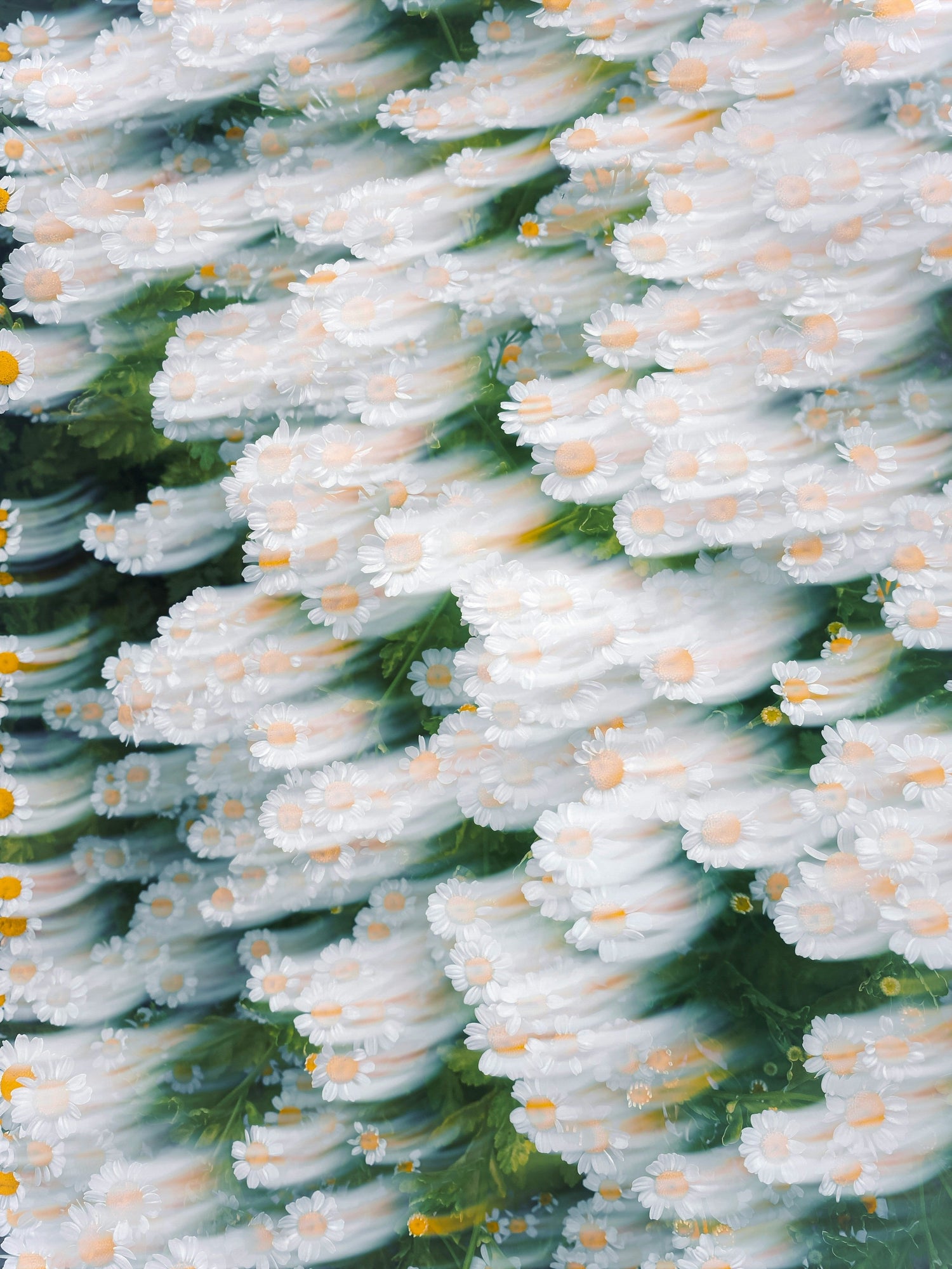 Sonorous Love, Pollinator Collection, the pollinator collection is inspired by wildflowers, insects and all species interconnectedness. Native floral textures and vibrant colors with digital collage woven into throw blankets